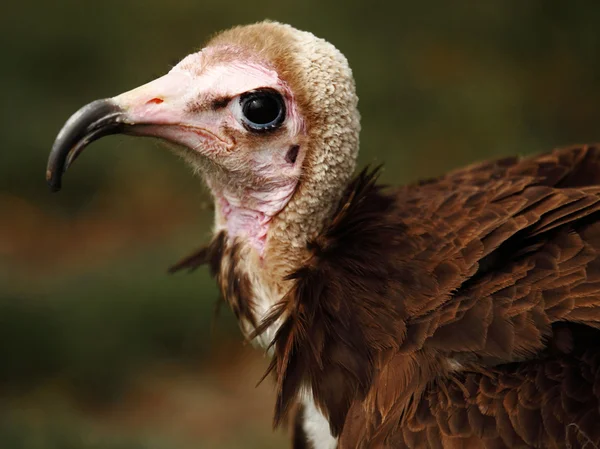 Ugly vulture — Stock Photo, Image