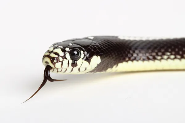 Black snake — Stock Photo, Image