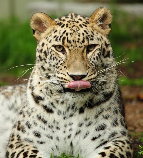 Leopard — Stockfoto