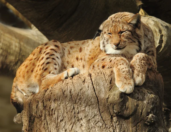 Luchs — Stockfoto