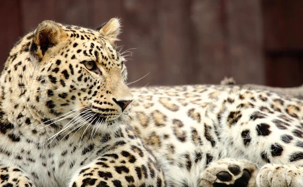 Leopard — Stockfoto