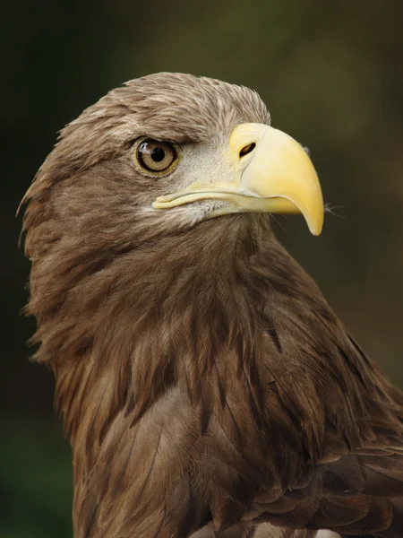 Eagle — Stock Photo, Image
