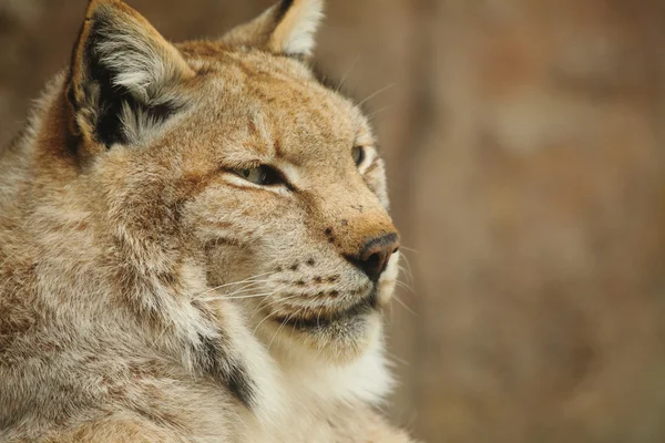 Lynx — Stock Photo, Image