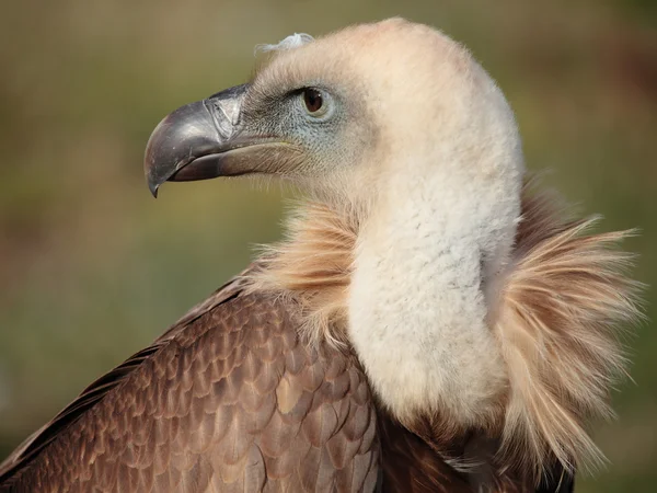 Vulture portrait — Stock Photo, Image