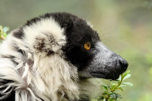 Bílá límcem lemur — Stock fotografie