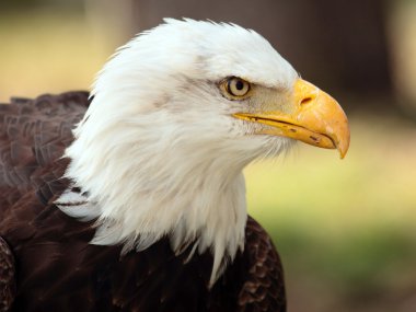 Bald eagle portresi