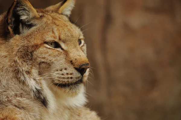 Lynx — Stock Photo, Image