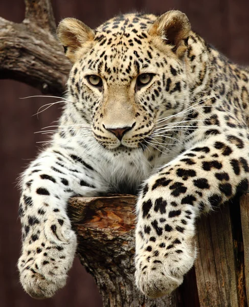 Leopard – stockfoto