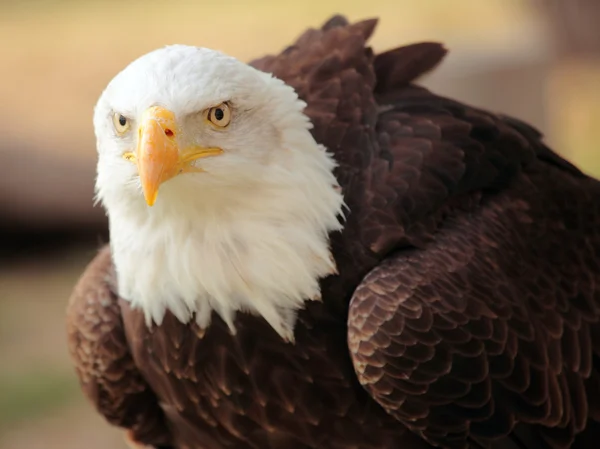 Bald eagle porträtt — Stockfoto