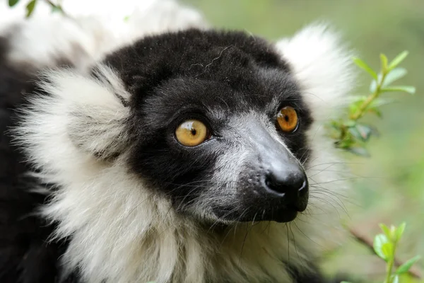 Bílá límcem lemur — Stock fotografie
