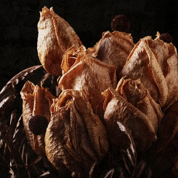 Dried roses — Stock Photo, Image