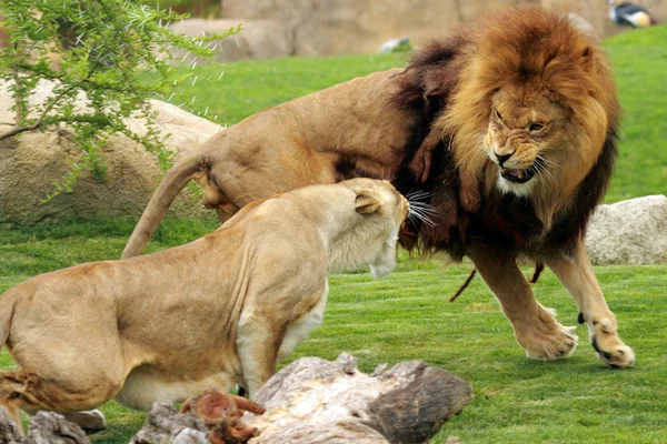 Leones luchando — Foto de Stock