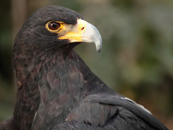 Чёрный орёл — стоковое фото