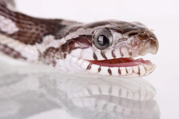 Corn snake — Stock Photo, Image