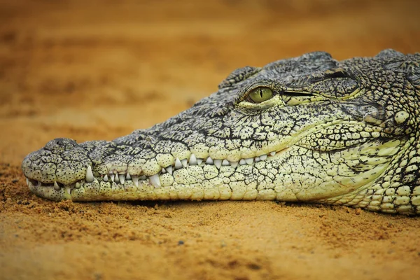 Crocodil Nil — Fotografie, imagine de stoc