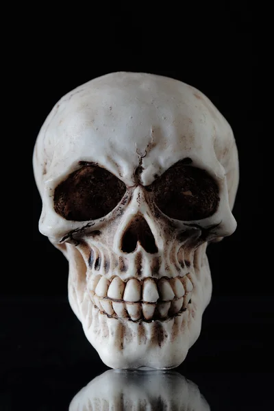 Human skull — Stock Photo, Image