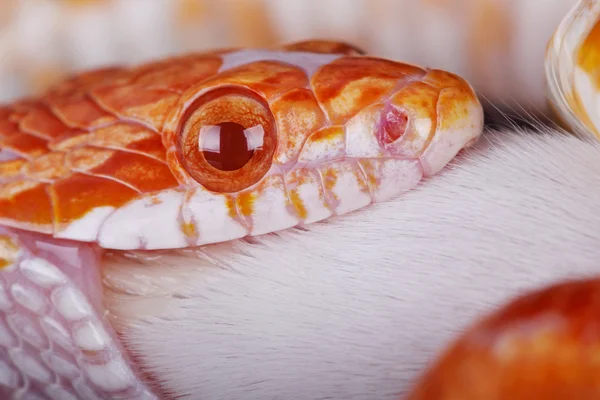 Serpent de maïs — Photo