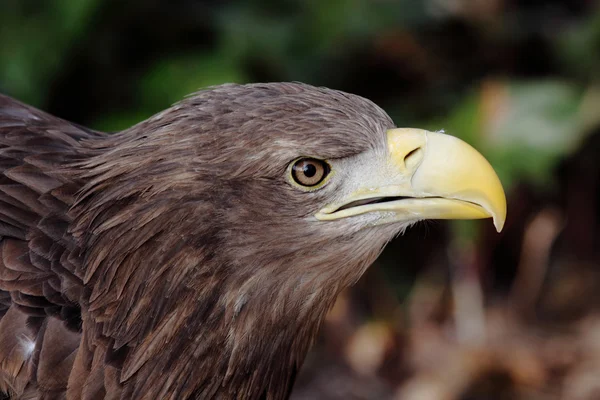 Europäischer Adler — Stockfoto