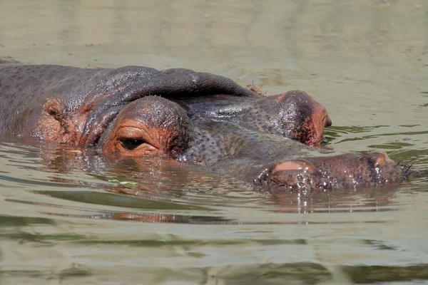 Hippopotamus — Stock Photo, Image