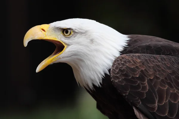 Bald eagle — Stock Photo, Image