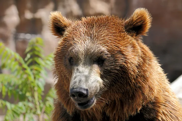 The face of a bear — Stock Photo, Image