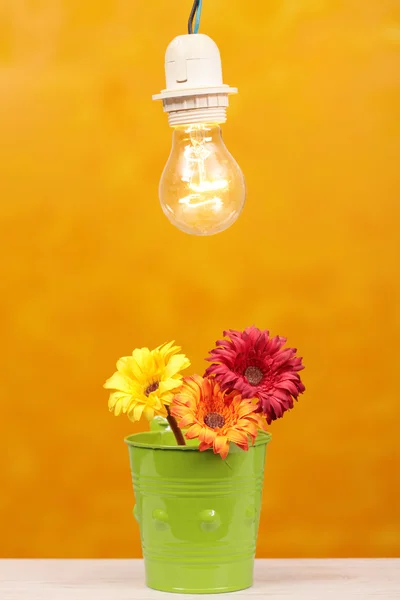 Blumen und Licht — Stockfoto