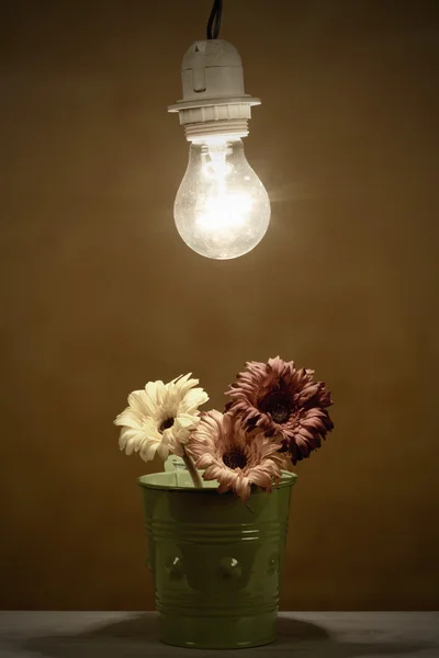 Blumen und Licht — Stockfoto