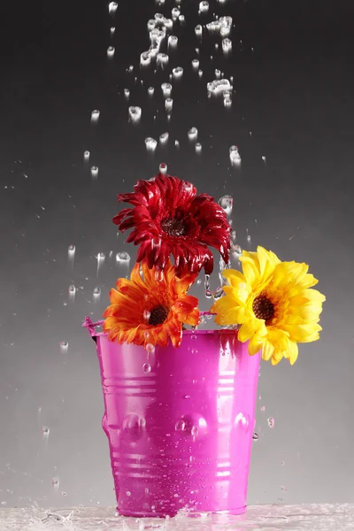 Полив цветка — стоковое фото