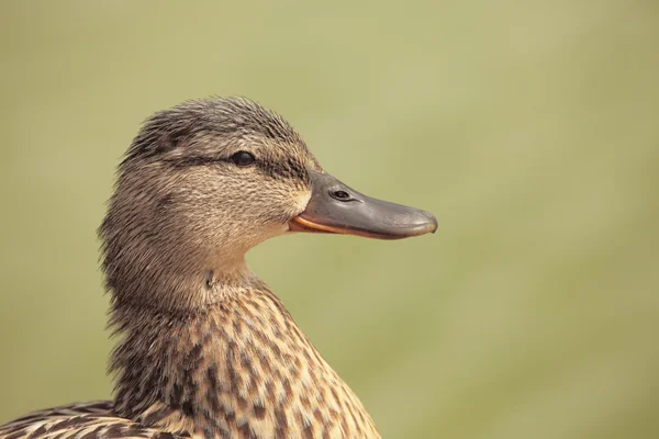 Pato castanho — Fotografia de Stock