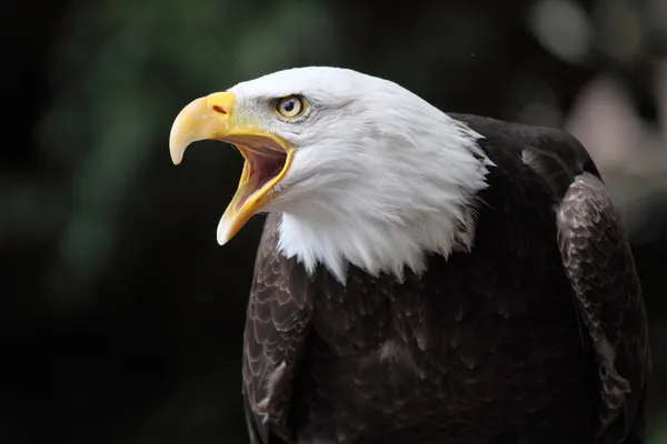 Águila calva — Foto de Stock