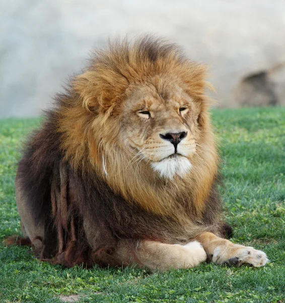 Löwe — Stockfoto