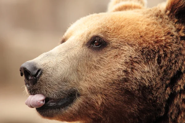 Le visage d'un ours — Photo