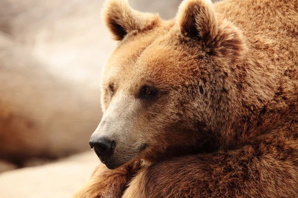 Tvář medvěd — Stock fotografie