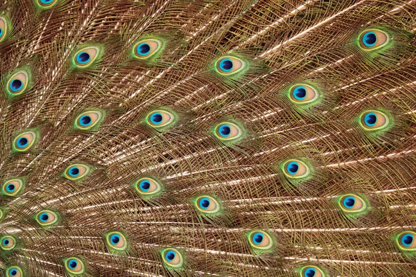 Pawi ogon — Zdjęcie stockowe