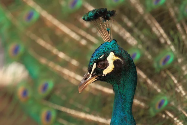 Pfau — Stockfoto