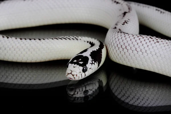 Black and white snake Stock Photos, Royalty Free Black and white snake ...