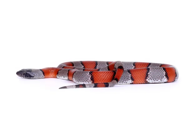 Obrázek falešné coral Snake — Stock fotografie