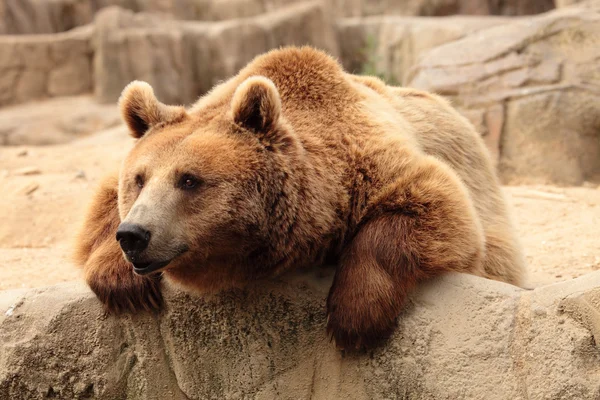 Wild brown bear — Stock Photo, Image