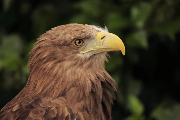 Águila europea — Foto de Stock