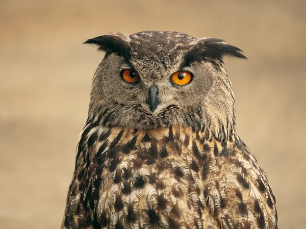 Portrait of an owl — Stock Photo, Image