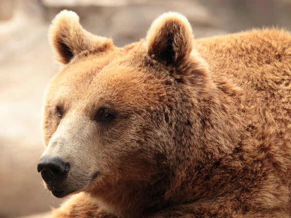 Wild brown bear Stock Photo