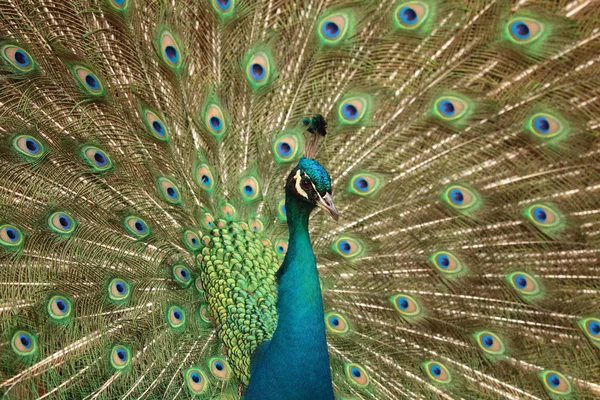 Pfau — Stockfoto