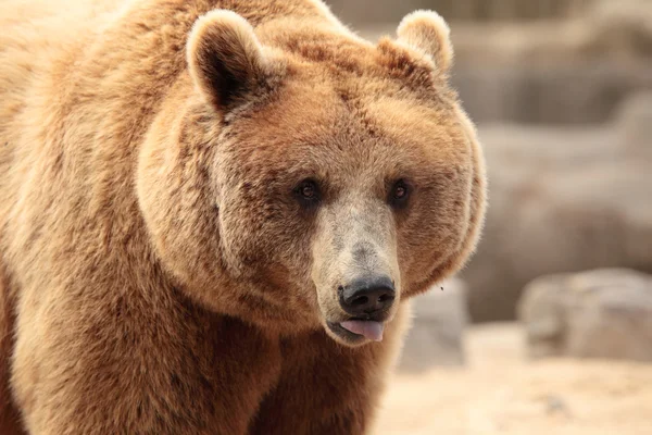 Wild brown bear Stock Image