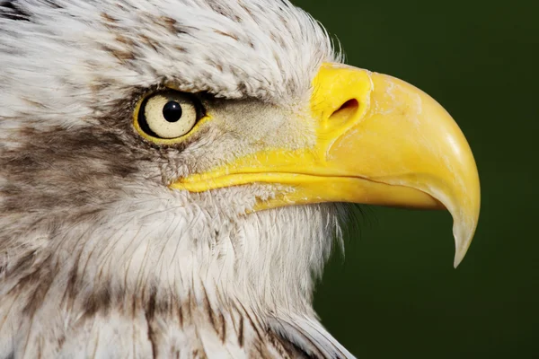 Aquila calva — Foto Stock