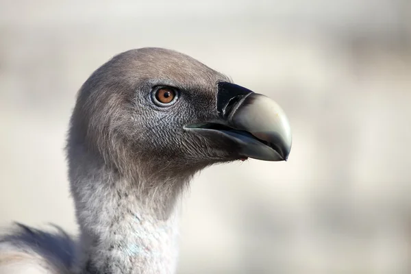 Retrato de abutre — Fotografia de Stock