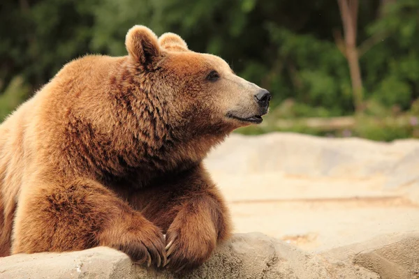 Wild brown bear — Stock Photo, Image