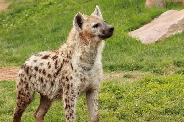 Hyena — Stockfoto