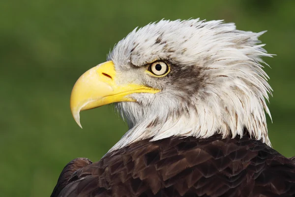 Kel Kartal — Stok fotoğraf