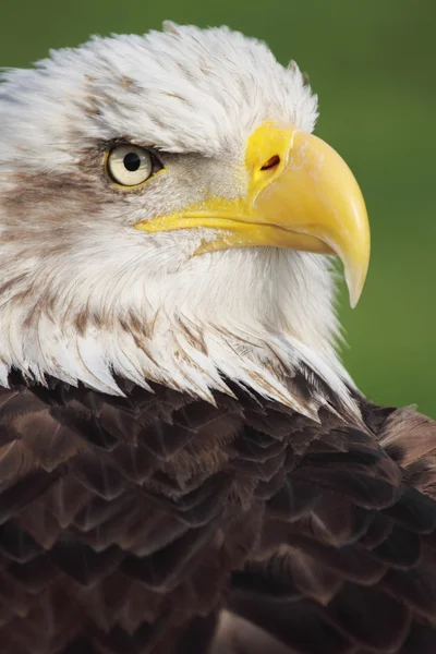 Aquila calva — Foto Stock