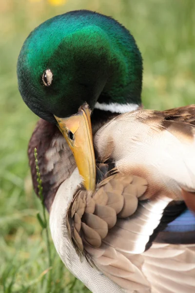 Pato. — Fotografia de Stock